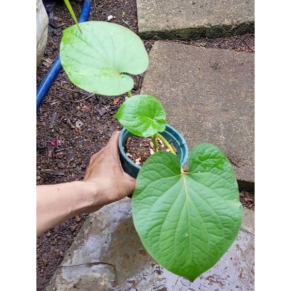 Cây dỗi ăn lá, lá thơm mùi tinh dầu như hạt dổi, ăn kèm rất ngon