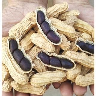 Hạt Giống Lạc Đen ( Đậu Phộng Đen ) - Gói 15gram KNS2106