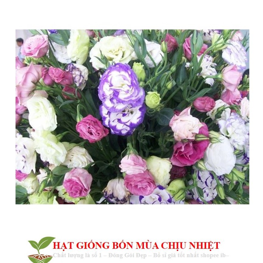 Gói 100 Hạt Giống Hoa Cát Tường - Mix Màu ĐẾN MÙA TRỒNG TẾT