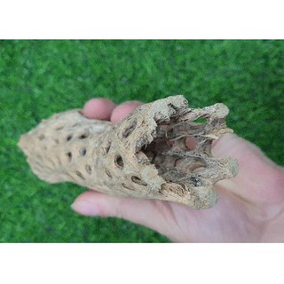 LŨA TEDDY BEAR CHOLLA - LŨA XƯƠNG RỒNG - ĐỒ CHƠI TÉP KIỂNG - DÁN RÁY. BUCEP. RÊU