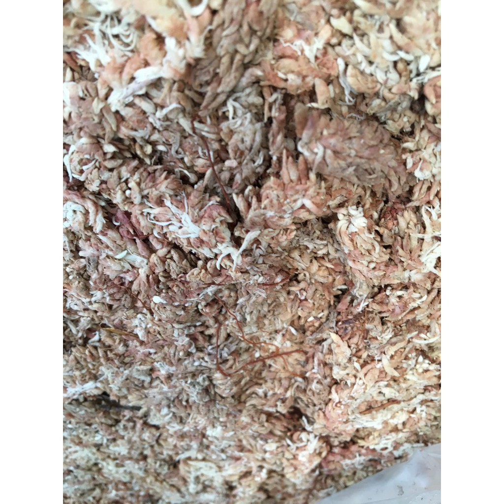 Dớn chi lê con sâu 100gr dùng ươm cây con