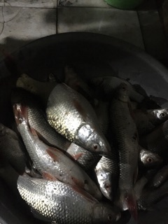 Mồi Trôi siêu cấp!
