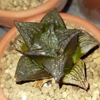 Sen đá kim cương - Haworthia splendens x retusa