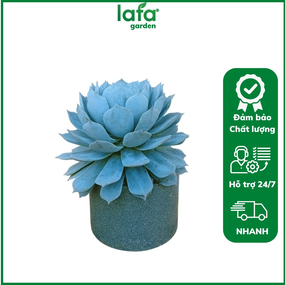 Cây sen đá ngọc trinh để bàn kèm chậu, Quà tặng sen đá LAFA GARDEN