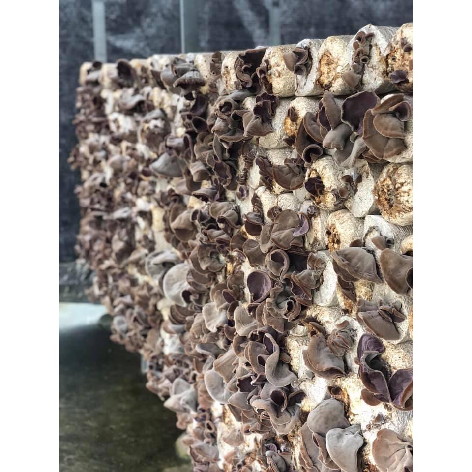 Mộc nhĩ khô organic gói 100g