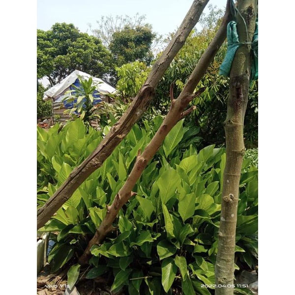 LÁ DONG TƯƠI GÓI BÁNH CHƯNG, BÁNH TẺ NHÀ TRỒNG( LÁ ĐẢM BẢO ĐẸP KHÔNG SÂU ,RÁCH(