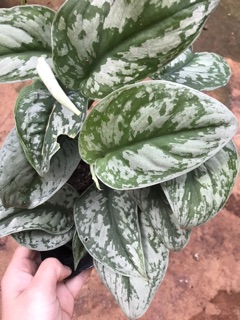 Chậu treo Trầu bà lụa - Silver Pothos