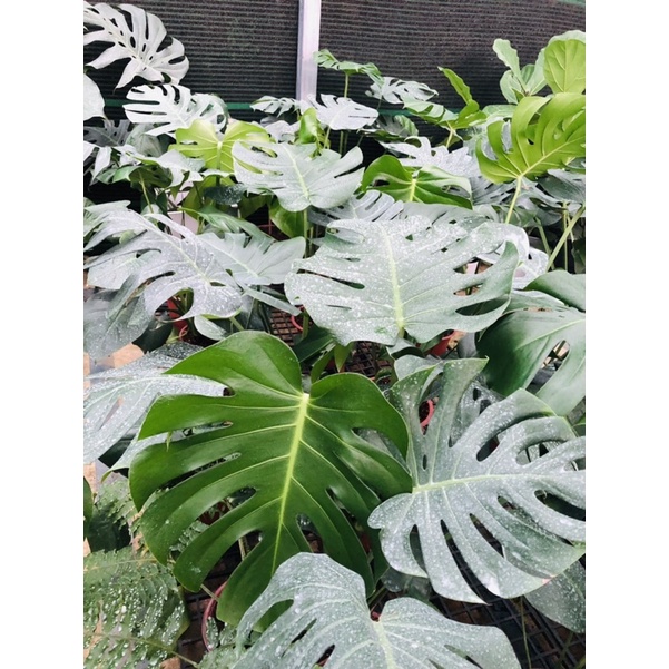 Trầu bà lá xẻ Nam Mỹ- MONSTERA- Quái vật rừng xanh