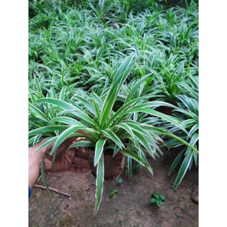 Cây Cỏ Lan Chi