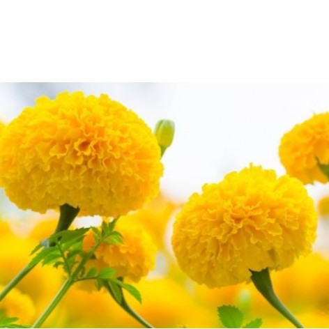 Hạt giống hoa vạn thọ Mỹ bông lớn nhiều bông (Cam - vàng chanh) - Hoa Vạn thọ chậu phi (nhiều màu)