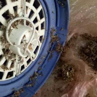 Đèn bắt/ diệt muỗi DAISINH DS-D6