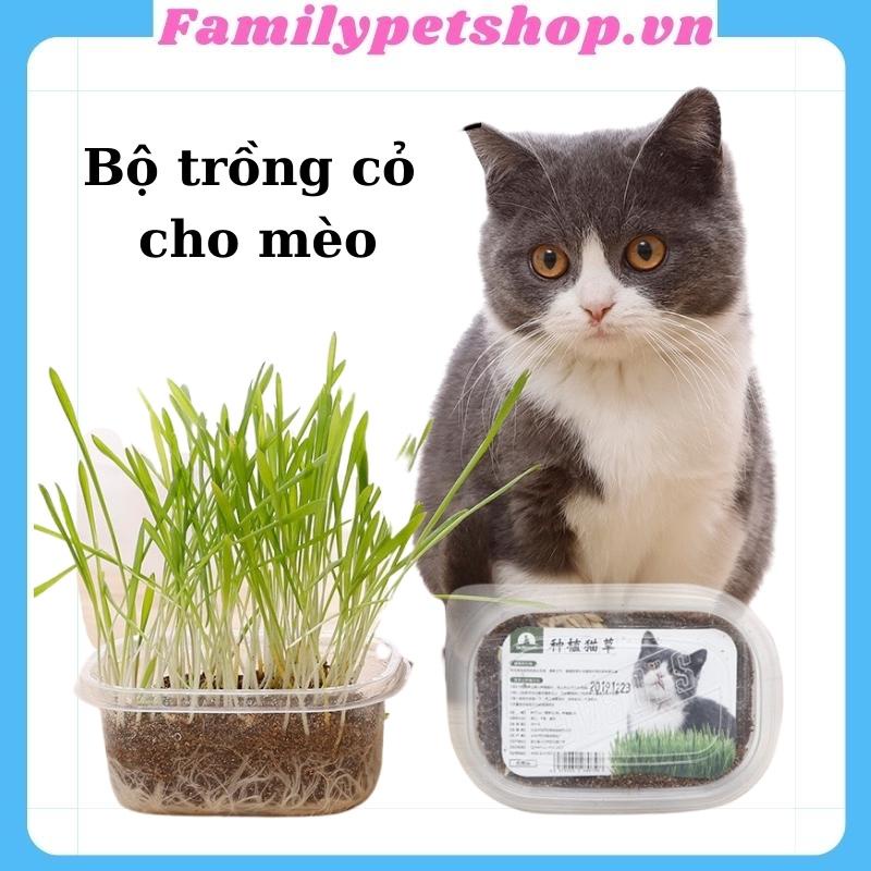 Hạt giống cỏ mèo-bộ trồng cỏ cho mèo-familypetshop.vn