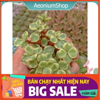 Sen đá đô la trắng size mini ✨ xuất xứ đà lạt, lỗi 1 đổi 1
