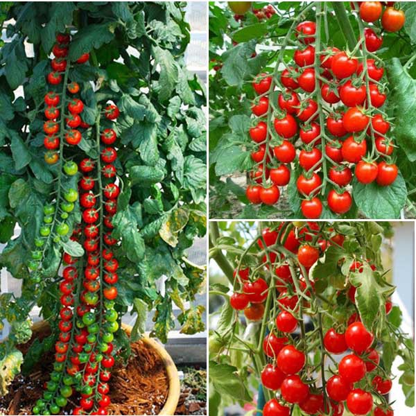 50 hạt giống cà chua bi chùm đỏ