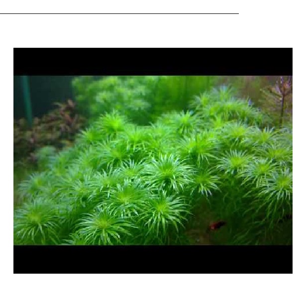 Cây Tonia_Thái dương thảo _Cây thủy sinh Cắt Cắm full lá nước