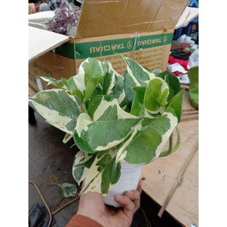 Cây Trầu Cẩm Thạch - Trầu Bà Sữa 😌