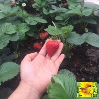 Hạt giống dâu tây đỏ chịu nhiệt tốt f1 Strawberry super