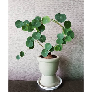 bình vôi núi đá giá rẻ củ tròn