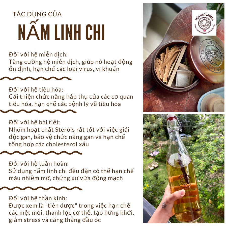Bột nấm linh chi MMG thần dược thượng hạng dạng túi giấy