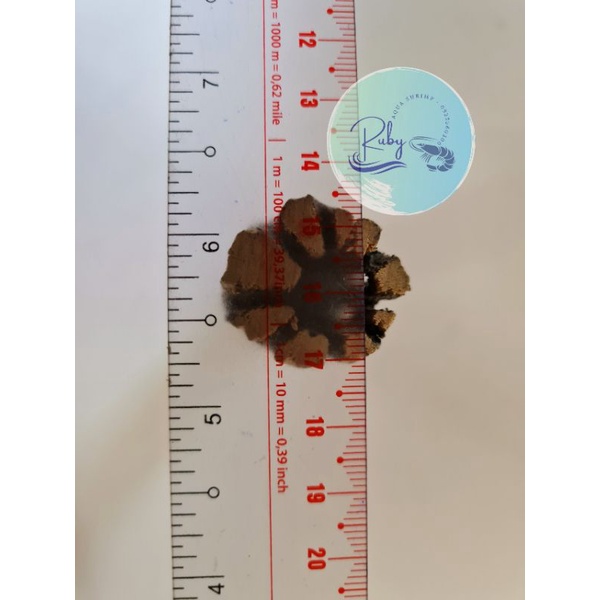 Lũa cholla dành cho tép