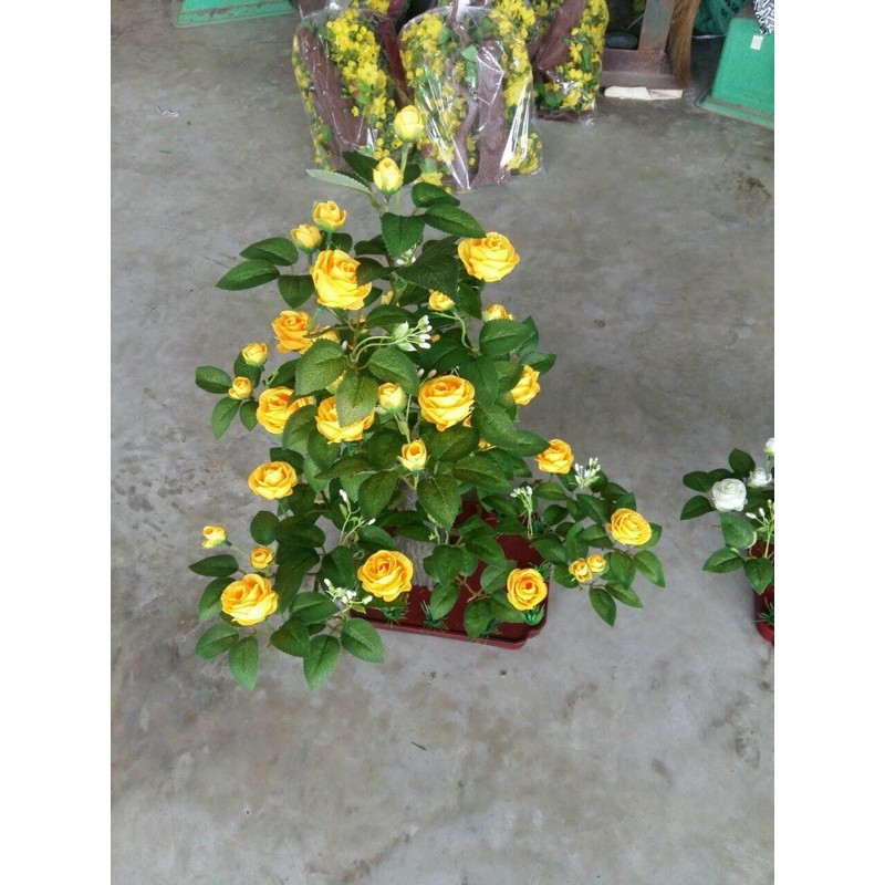 cây Hồng cao ~ 90 cm