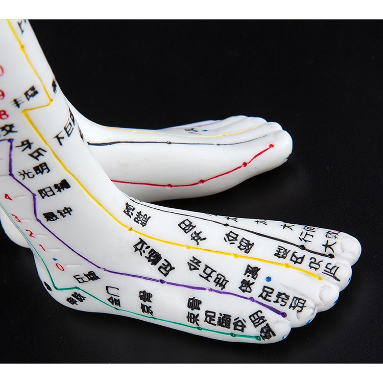 Mô Hình Châm Cứu Huyệt Vị Nam, Nữ - Mô Hình Đường Kinh Lạc