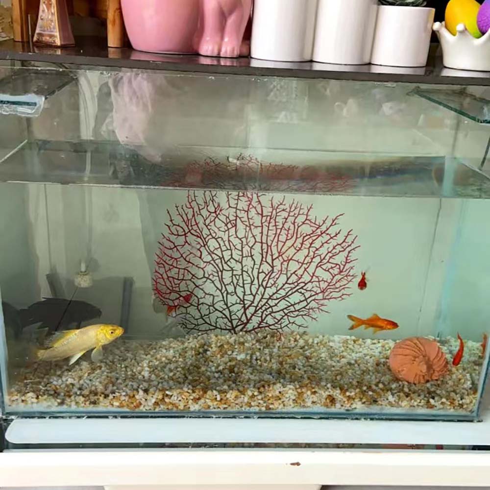 San hô giả trang trí bể cá nhiều màu đẹp mắt chất lượng