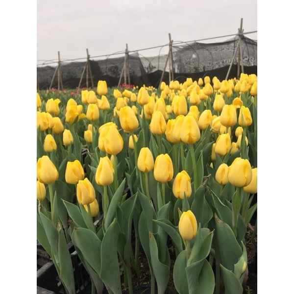CỦ HOA TULIP Nhập Khẩu Hà Lan Đủ Màu Phân Biệt