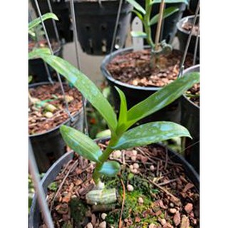 kei 5ct họng hồng
