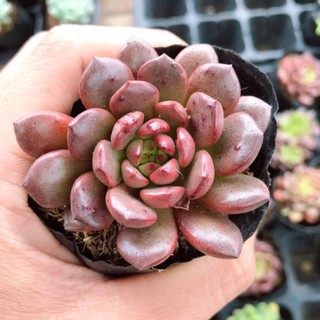 Sen Đá Ruby Đỏ Đủ Size | Xuất xứ Đà Lạt | Dễ trồng dễ chăm