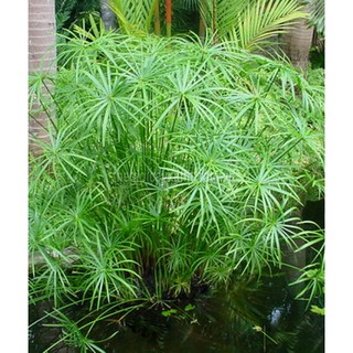 Cây thủy Trúc cây thủy sinh - trang trí hồ cá cảnh, cắm hoa