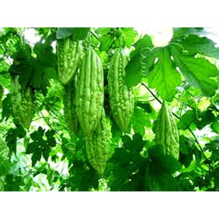 Gói 2g hạt giống khổ qua 342