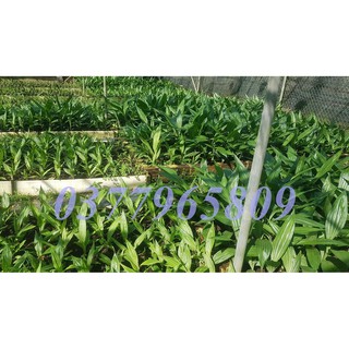 1 khóm địa lan hạc đỉnh nâu