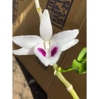 Phân con sâu 50 que - Cây Trưởng Thành