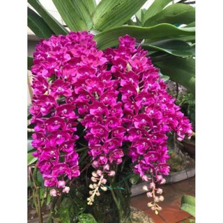 Hoa Phong Lan Nghinh Xuân Đỏ Cây To+ 700g phân thỏ hữu cơ ki mập khỏe ấm chậu