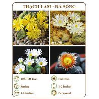 Hạt giống thạch lam - đá sống - the xanh