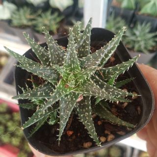 Móng rồng sao biển