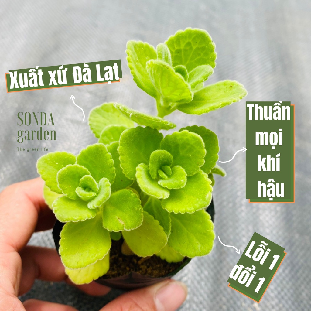 Sen thơm nhất mạt hương SONDA GARDEN size bé 5-7cm, xuất xứ Đà Lạt, khoẻ đẹp, lỗi 1 đổi 1