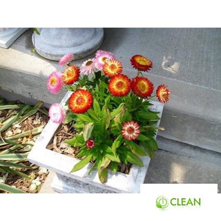 🌟HẠT GIỐNG HOA CÚC BẤT TỬ MIX🌟 DỄ TRỒNG VÔ CÙNG ĐẸP