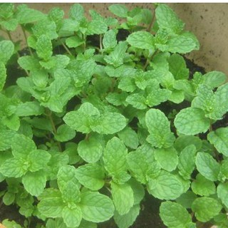 Hạt giống Húng bạc hà (Húng lủi) – 0.1Gram