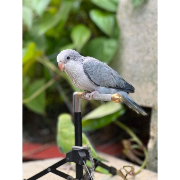 CÂY ĐẬU MÀI MÓNG MINI SHOW CHIM (SIÊU ĐẸP, SIÊU XINH) DÀI 16CM,CAO 18CM