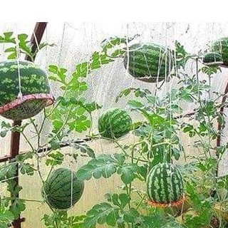 Hạt giống dưa hấu ruột đỏ quả dài 10 hạt