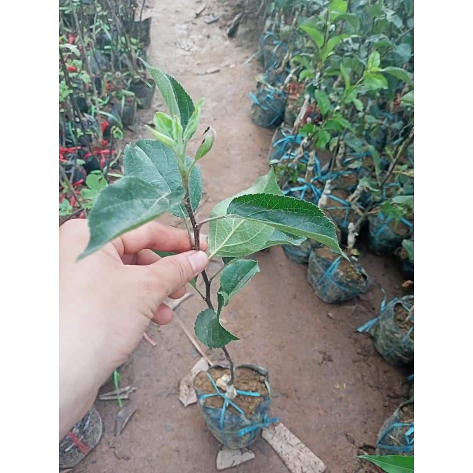 Cây giống Táo Đỏ Lùn Mỹ