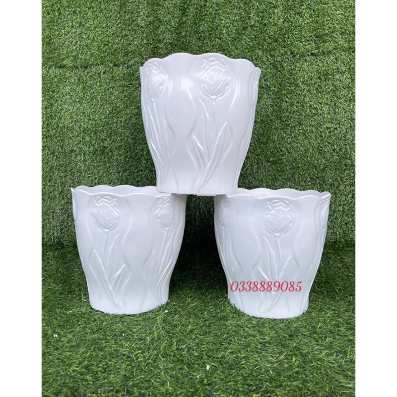 Chậu trồng cây hoa Tu líp, trồng cây, decor siêu đẹp,ảnh thật