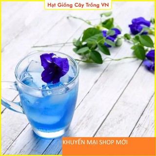 [40 HẠT] Hạt giống Hoa Đậu Biếc Trồng Quanh Năm, Hoa Nở Quanh Năm, Dễ Chăm Sóc khuyến mại shop mới