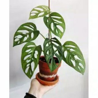Mô Hình Nhân Vật Monstera Adansoni Chất Lượng Cao