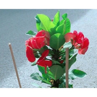 xương rồng bát tiên