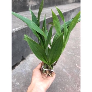 Hoa lan chuông sỉ 12k