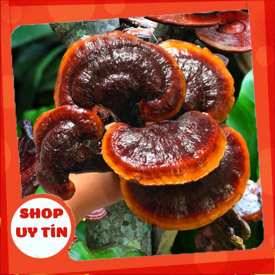 Nấm Linh Chi Đỏ Việt Nam Hàng Chuẩn Rừng, Linh Chi Đỏ Khô Nguyên Cây Thượng Hạng, Bồi Bổ Sức Khỏe, Tăng Sức Đề Kháng