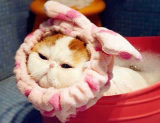 BĂNG ĐÔ GIỮ TÓC